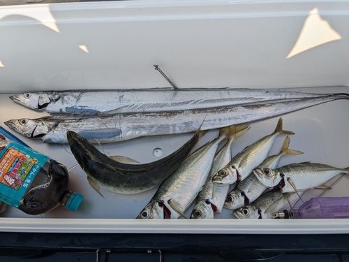 タチウオの釣果