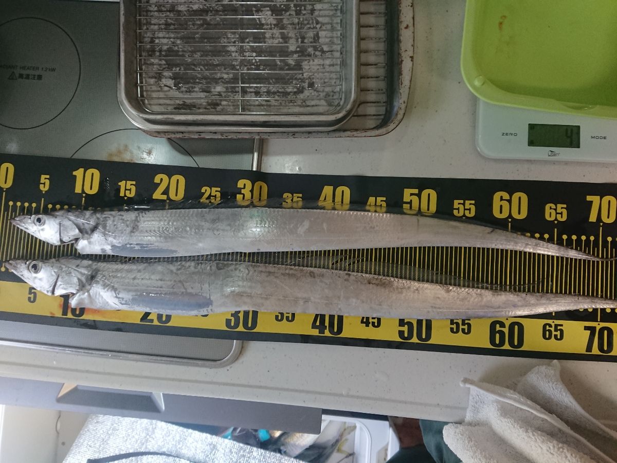 黒犬ちこりさんの釣果 2枚目の画像