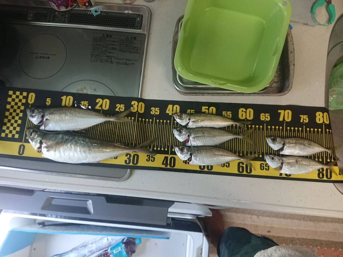 黒犬ちこりさんの釣果 3枚目の画像