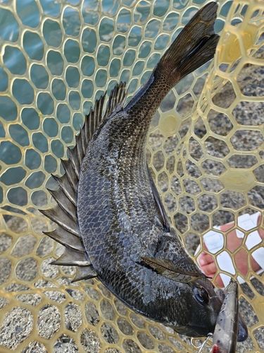 チヌの釣果