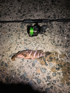 キジハタの釣果