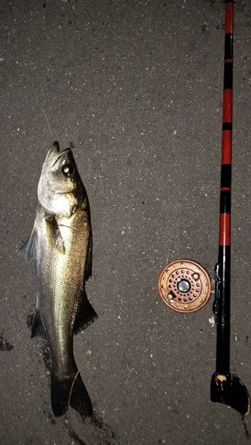 フッコ（マルスズキ）の釣果