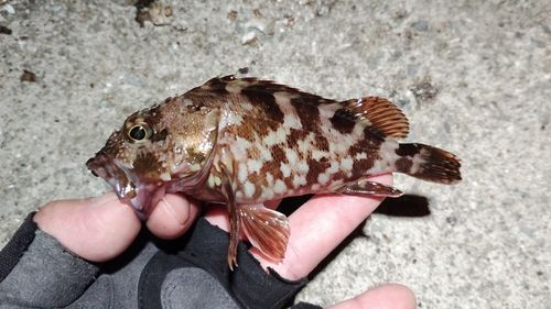 カサゴの釣果