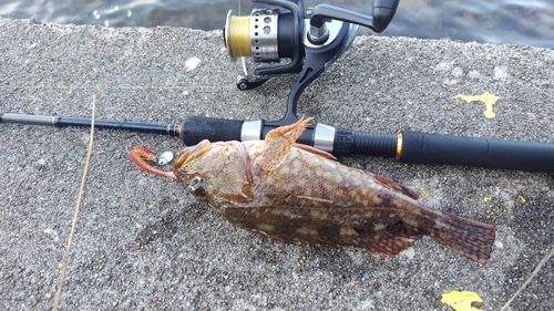カサゴの釣果