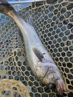 フッコ(マルスズキ)の釣果