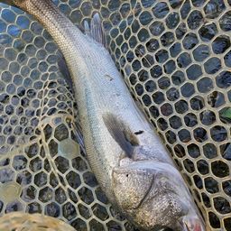 フッコ（マルスズキ）