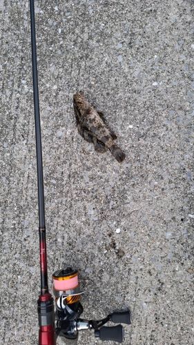 タケノコメバルの釣果