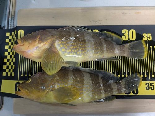 アオハタの釣果