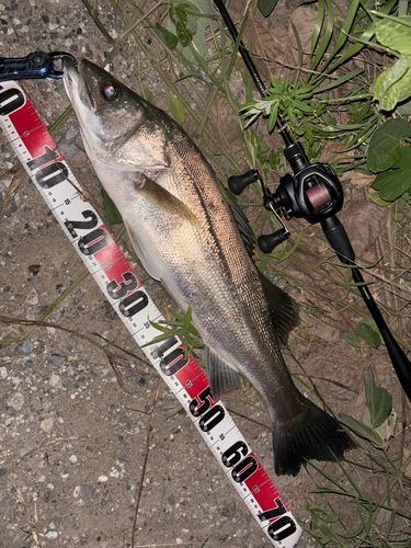シーバスの釣果