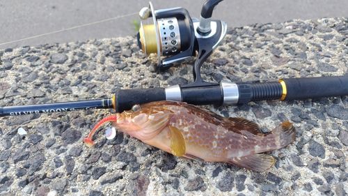 キジハタの釣果