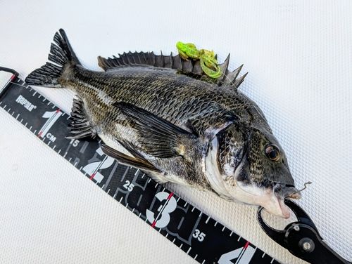 チヌの釣果