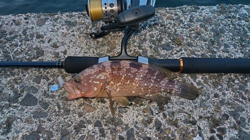 キジハタの釣果