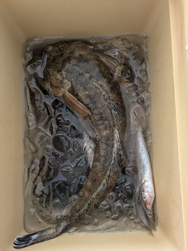 マゴチの釣果