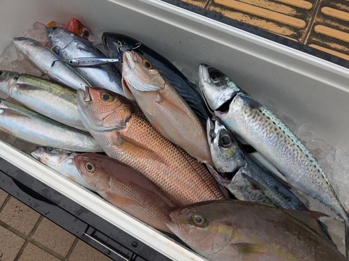 スマカツオの釣果