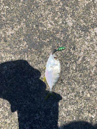 ギンガメアジの釣果