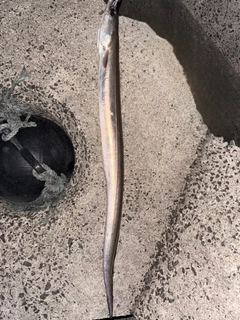 ハモの釣果