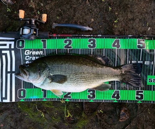 ブラックバスの釣果