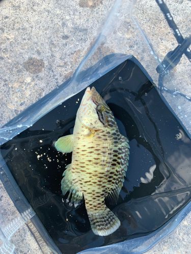 メガネモチノウオ