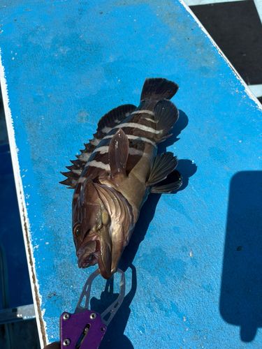 マハタの釣果