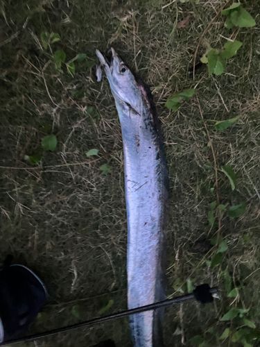 タチウオの釣果