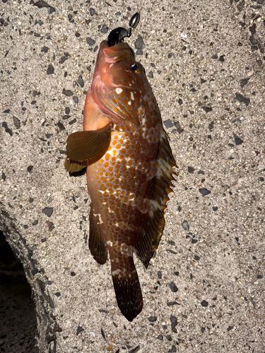 アコウの釣果