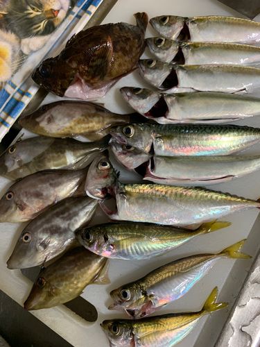サバの釣果