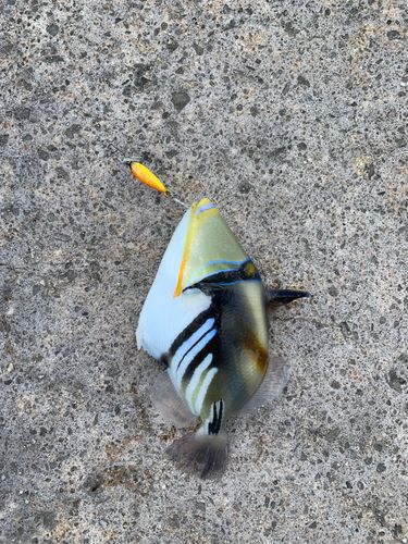 ムラサメモンガラの釣果