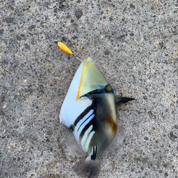 ムラサメモンガラ