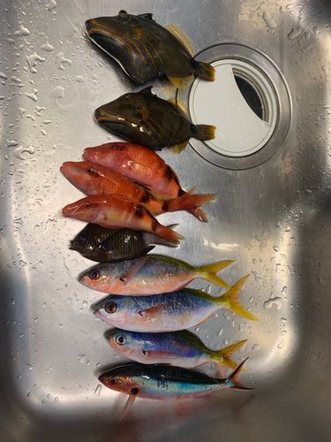 グルクンの釣果