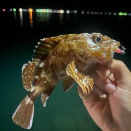 カサゴ