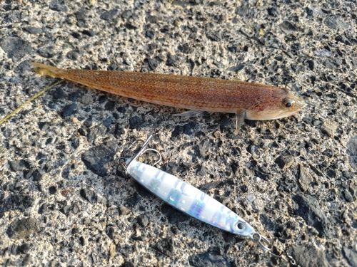 エソの釣果