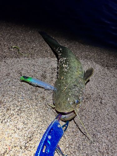 ナマズの釣果