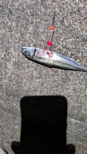 サバの釣果
