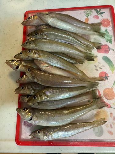 キスの釣果