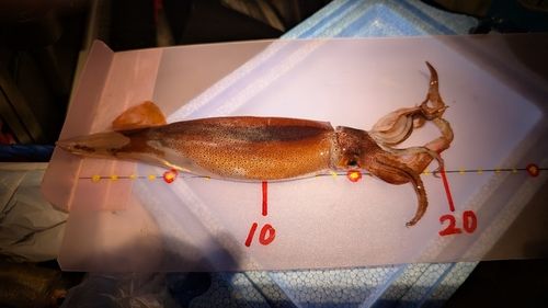 スルメイカの釣果