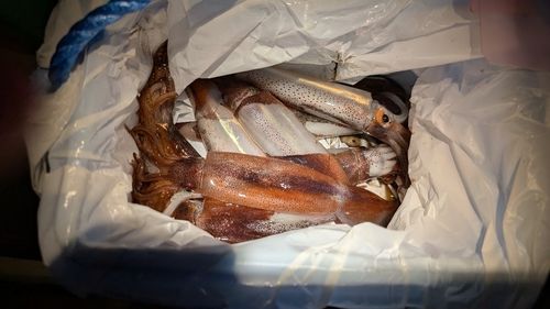 スルメイカの釣果