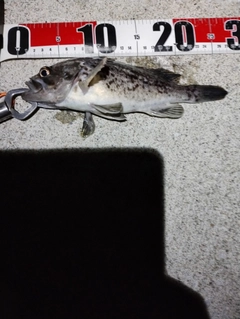 クロソイの釣果