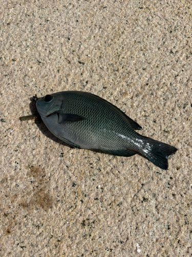 グレの釣果