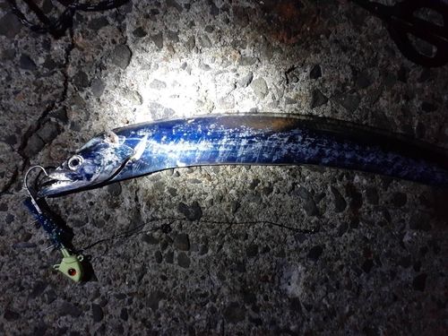 タチウオの釣果