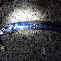 タチウオ