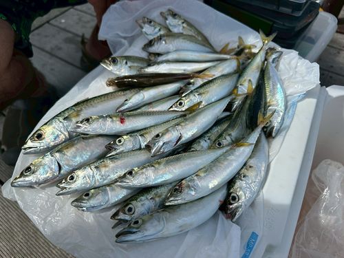 サバの釣果