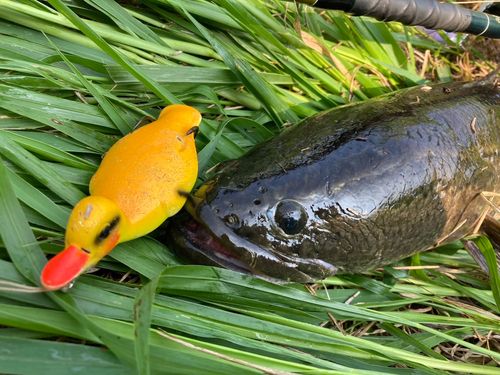ライギョの釣果