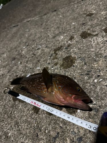アコウの釣果