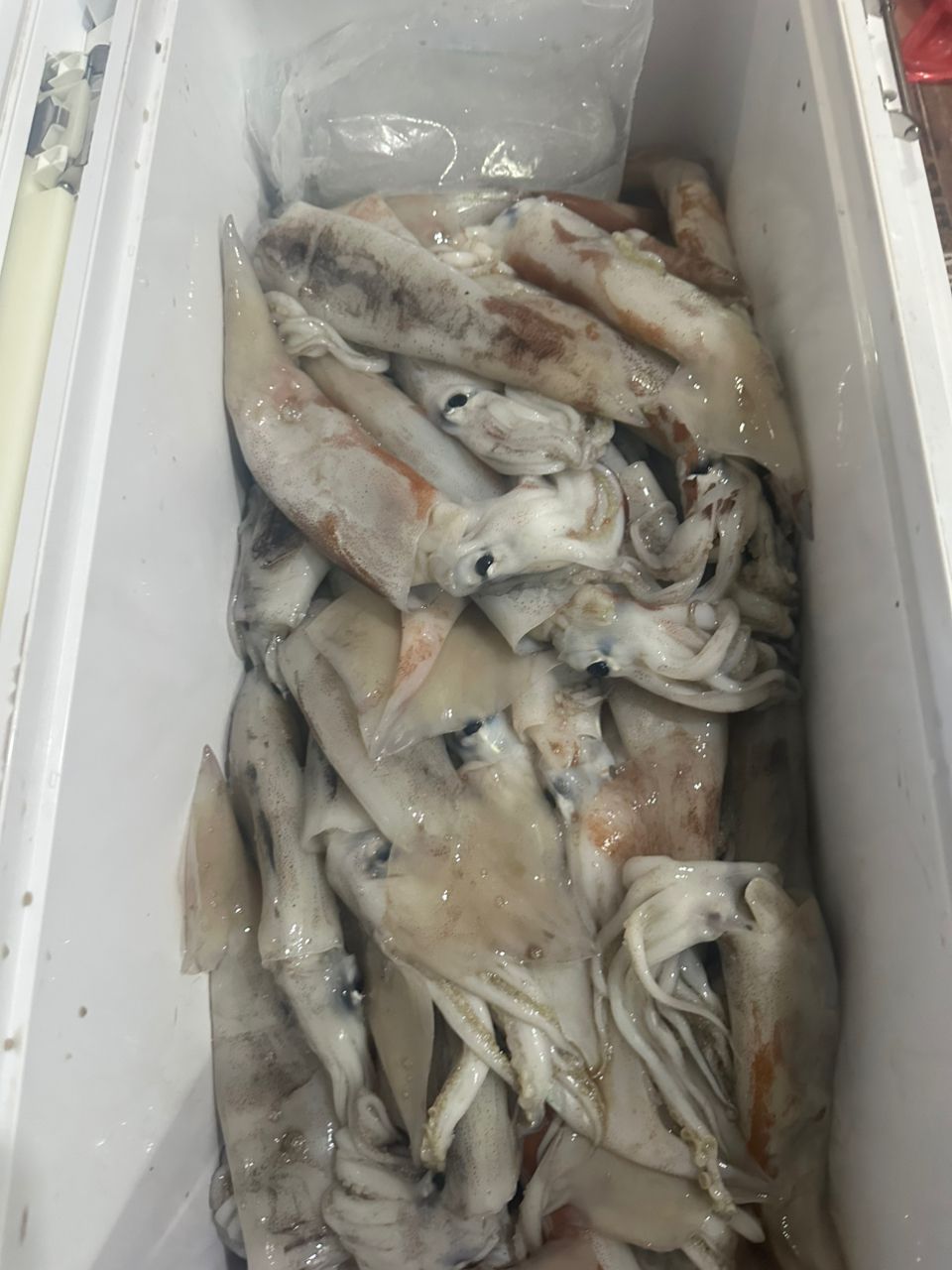 デコる水産部隊さんの釣果 2枚目の画像