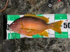 シブダイの釣果