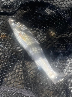 ウグイの釣果