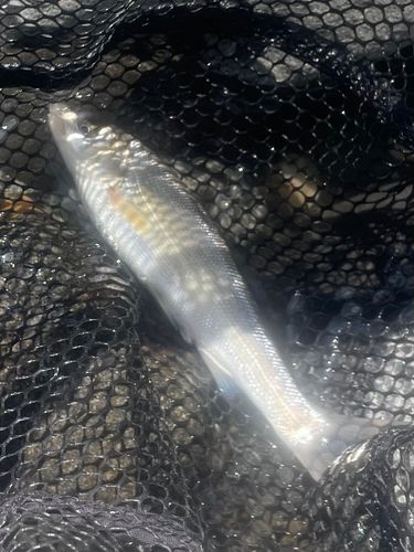 ウグイの釣果