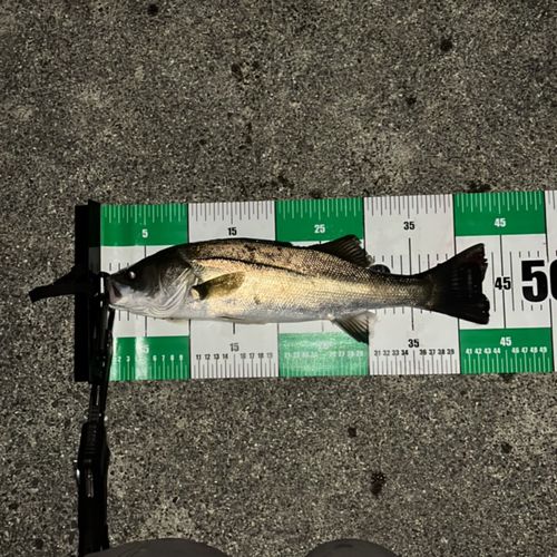 フッコ（マルスズキ）の釣果