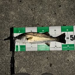 フッコ（マルスズキ）