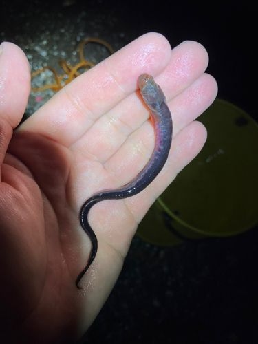 ワラスボ の釣果